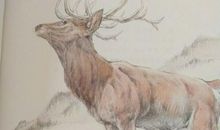 老鹿王哈克读后感