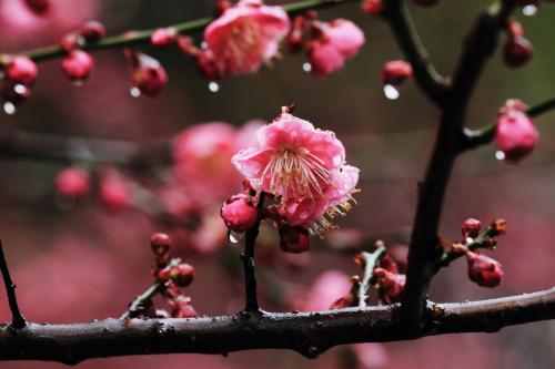 美丽的梅花