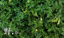 来世我想做一株野草