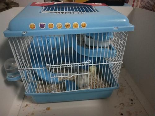 仓鼠移动