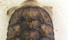 我家的鳄龟——-武士