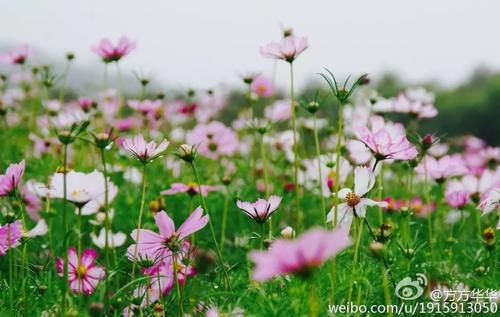 最美丽的季节