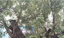 奶奶家的大槐树