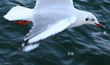 来世我想做一只飞翔的鸟