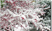 又见落雪，真好