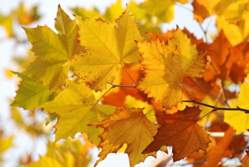 美丽的秋天色彩