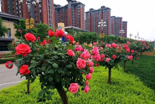 总花开正常