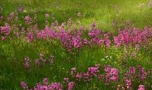 心中的那道风景