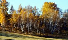 寻找秋姑娘的脚步