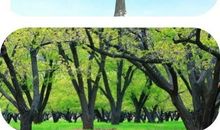 我愿做一棵大树