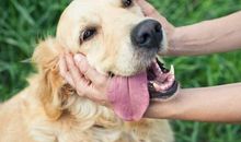 我的动物朋友狗