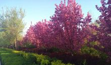 花香滋润我的心田