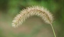 狗尾巴草的自述