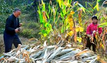 掰玉米的初体验