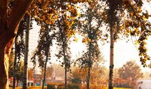 我爱这金色的季节