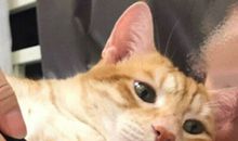 我最委屈的一件事