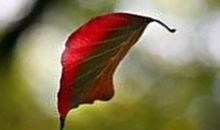 仙人掌牵动我的情思