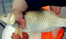 一条鲫鱼的启示