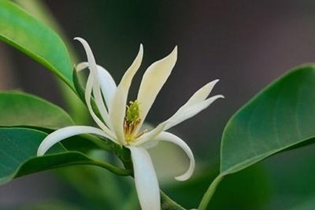 我发现了玉兰花的秘密