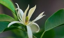 我发现了白玉兰花的秘密