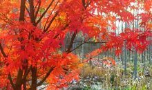 意义非凡的秋游