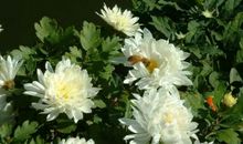 清明时节寄哀思