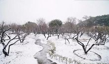 等待一场雪的降临