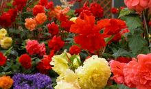 有一种幸福叫做有您相伴