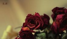 诚信，永不凋零的心灵之花