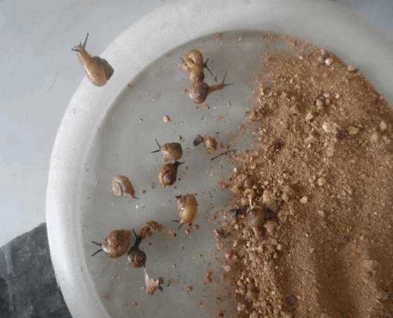 观察蜗牛