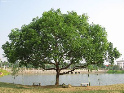 美丽的樟树