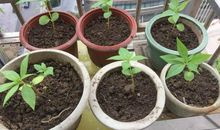 凤仙花的生长过程