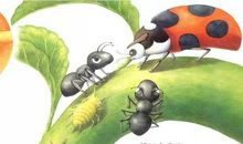 《蚂蚁大力士》读后感