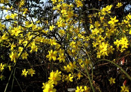 冬季茉莉花盛开