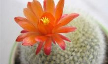 不起眼的仙人球