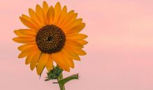 做一株向阳而生的花