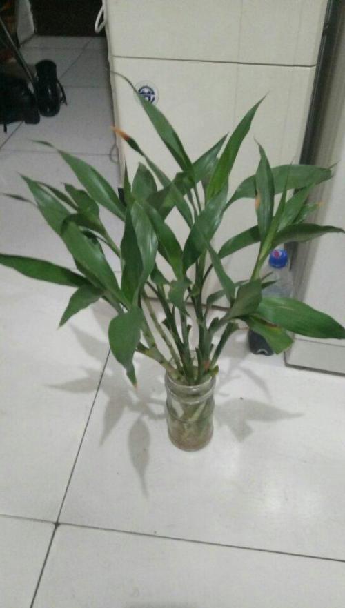 我眼中浓郁的竹子