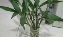 我眼里的富贵竹