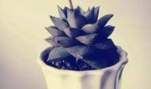 种下一颗善良种子