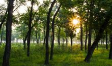 我爱家乡的那片树林