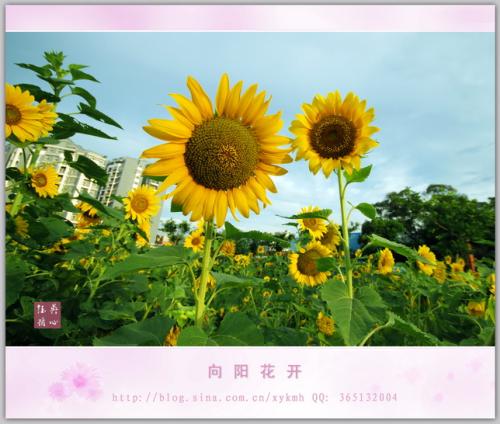 花不仅在日光下