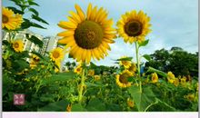 花开并不只在白昼