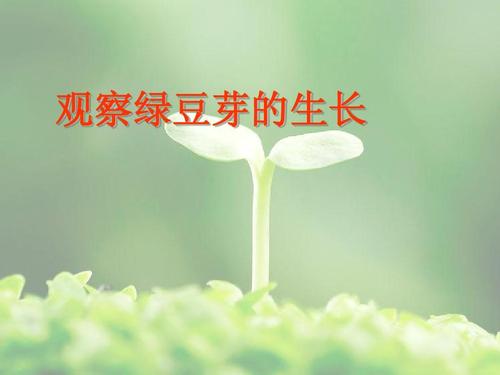 绿豆芽的启示