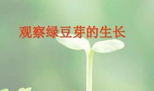 绿豆芽的启示