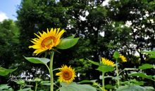 那一抹橙黄色的温暖