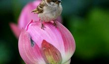 倾听花落的声音