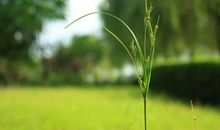 一棵平凡的小草