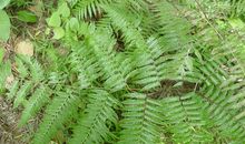 砖缝里的凤尾蕨