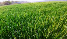 一粒小麦的自述