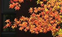 我爱五彩斑斓的秋天